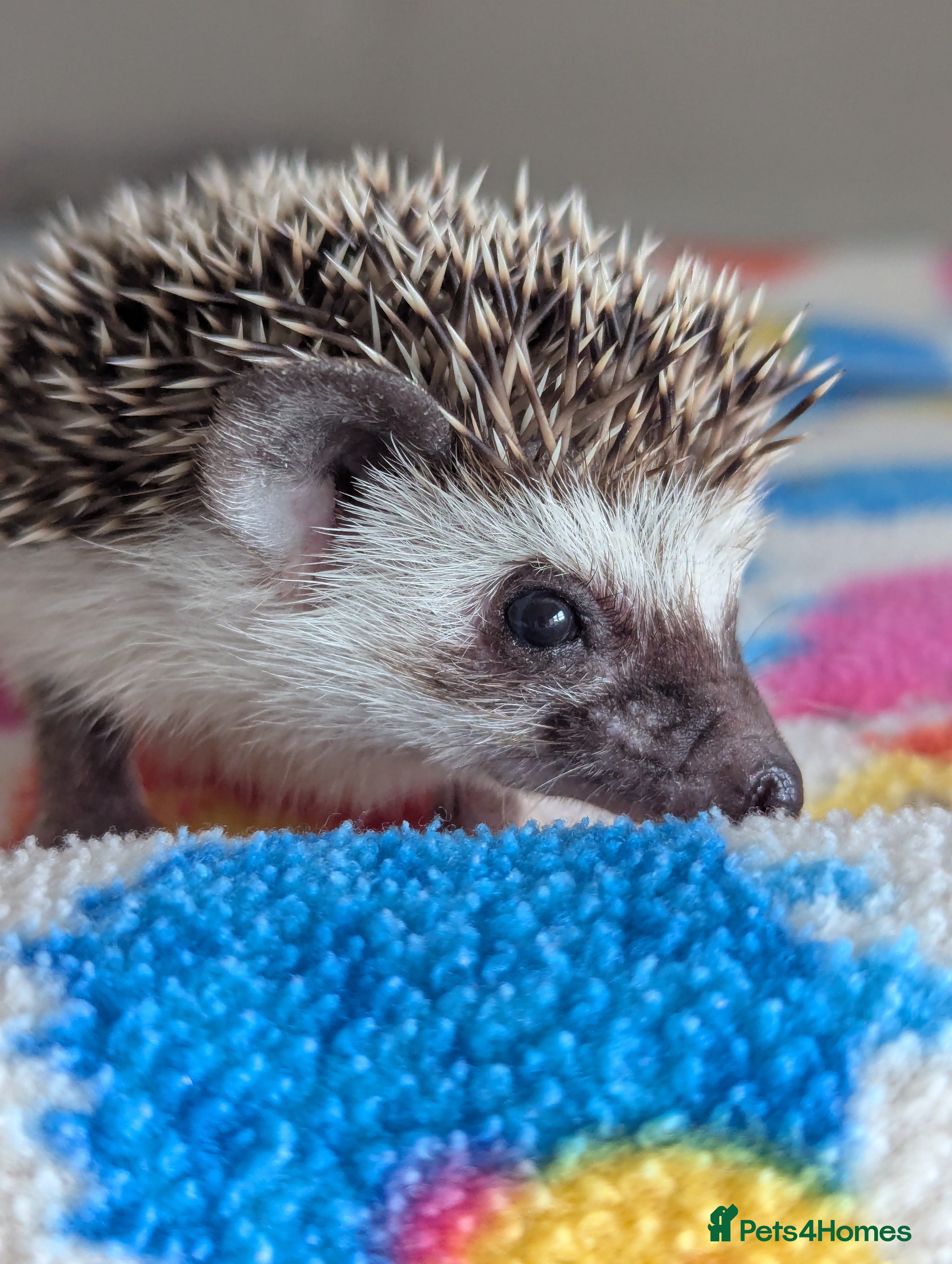 Pygmy Hedgehog rodents Beautiful Hoglets Ready to Reserve Now - Advert 3
