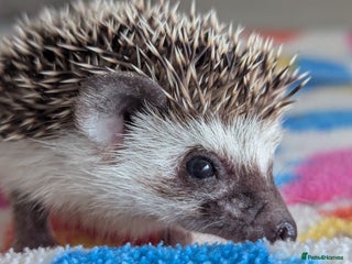 Pygmy Hedgehog rodents Beautiful Hoglets Ready to Reserve Now - Advert 11