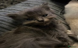 Ragdoll cats for sale: 3 blue lynx and 1  blue Ragdoll x Bengal kittens  - Image 7