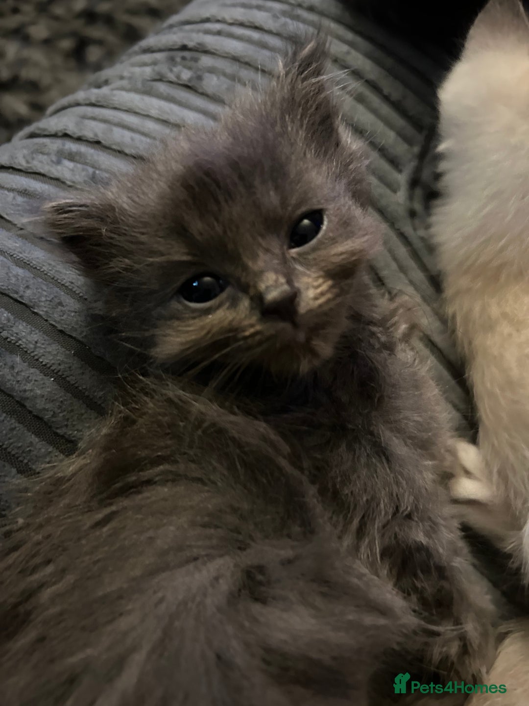 Ragdoll cats for sale: 3 blue lynx and 1  blue Ragdoll x Bengal kittens  - Image 7