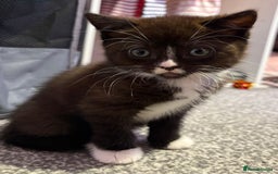 British Shorthair cats for sale: Luna’s Litter 🩶 - Image 5