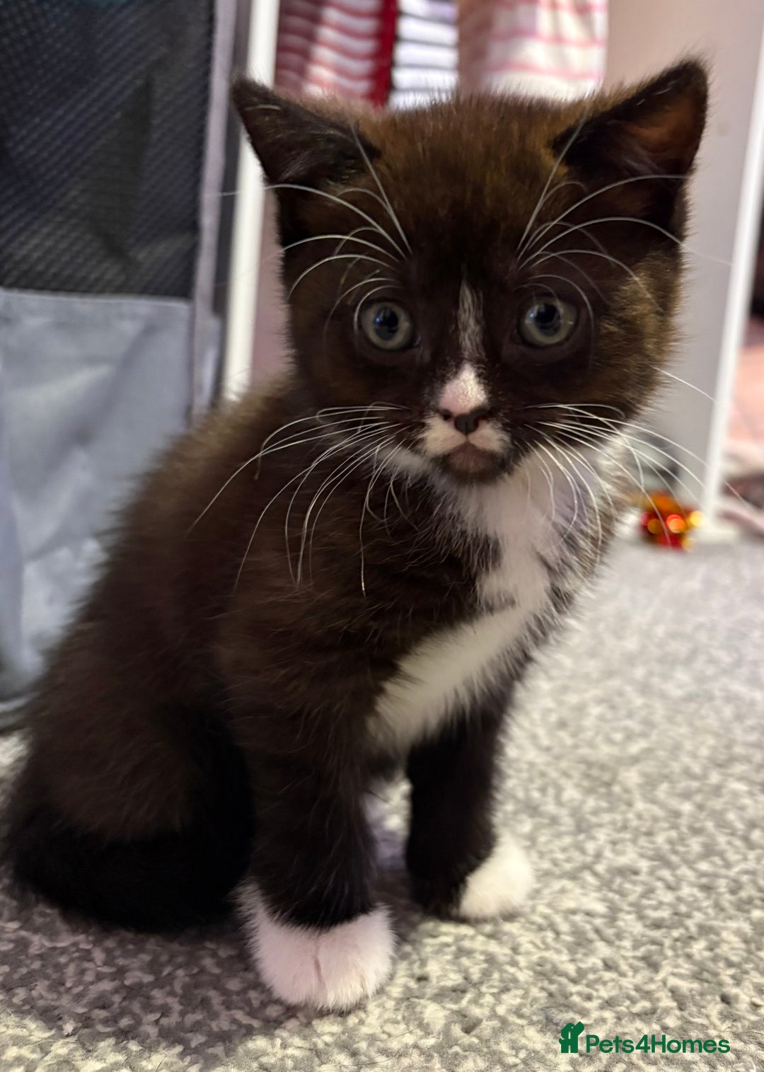 British Shorthair cats for sale: Luna’s Litter 🩶 - Image 5