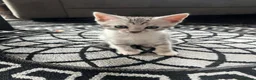 Mixed Breed cats for sale: Adorable bengal mixed kittens - Advert 12