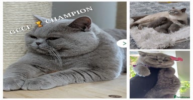 British Shorthair cats in Dudley - Advert 11