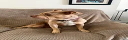 American Bully dogs for sale: Pocket bully  in Nottingham - Advert 3