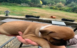 Staffordshire Bull Terrier dogs for sale: Stunning Red Staffy puppies KC top bloodlines - Image 5
