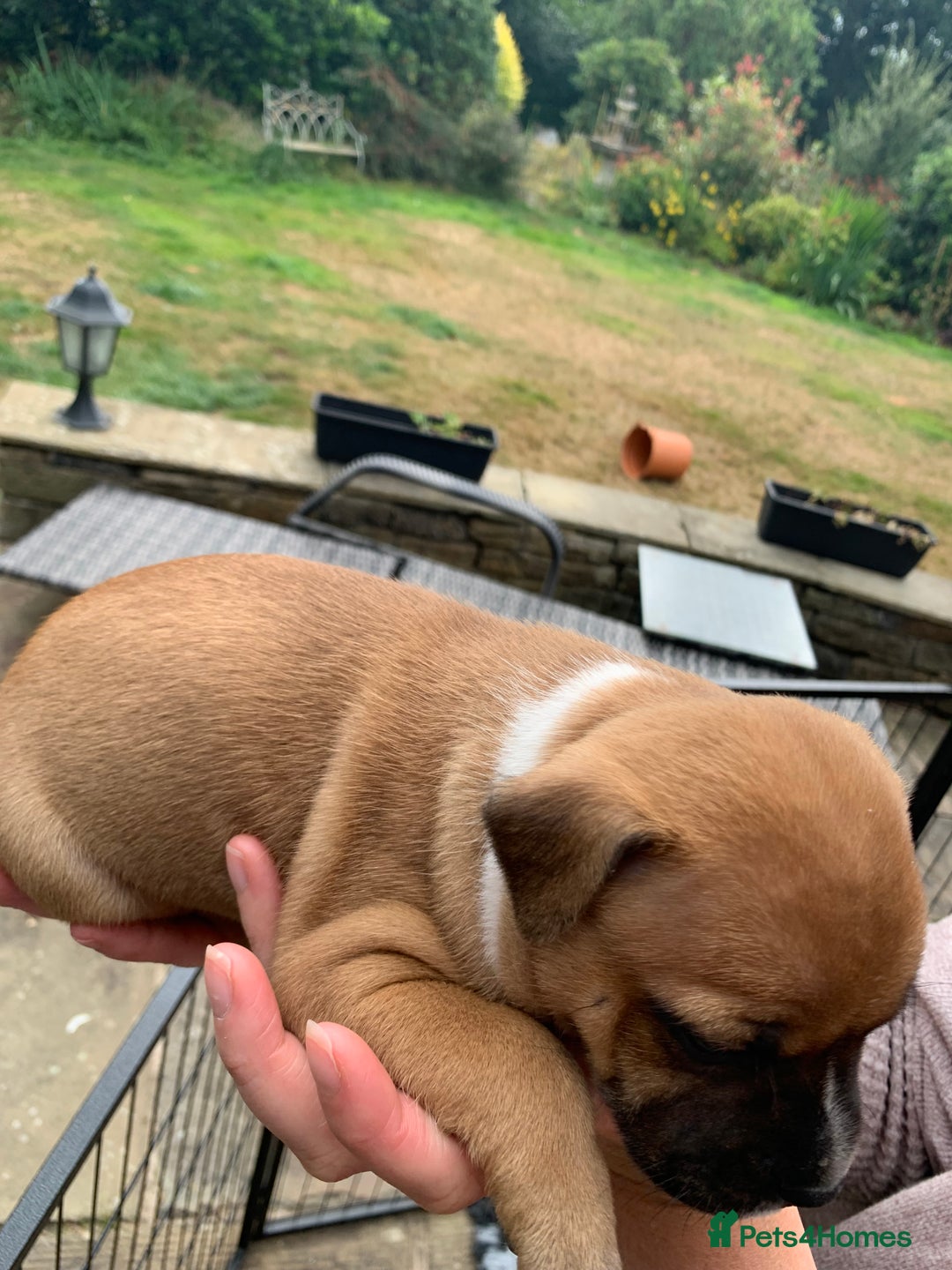Staffordshire Bull Terrier dogs for sale: Stunning Red Staffy puppies KC top bloodlines - Image 5