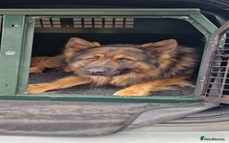 German Shepherd dogs for sale: German shepherd dog  - Image 3