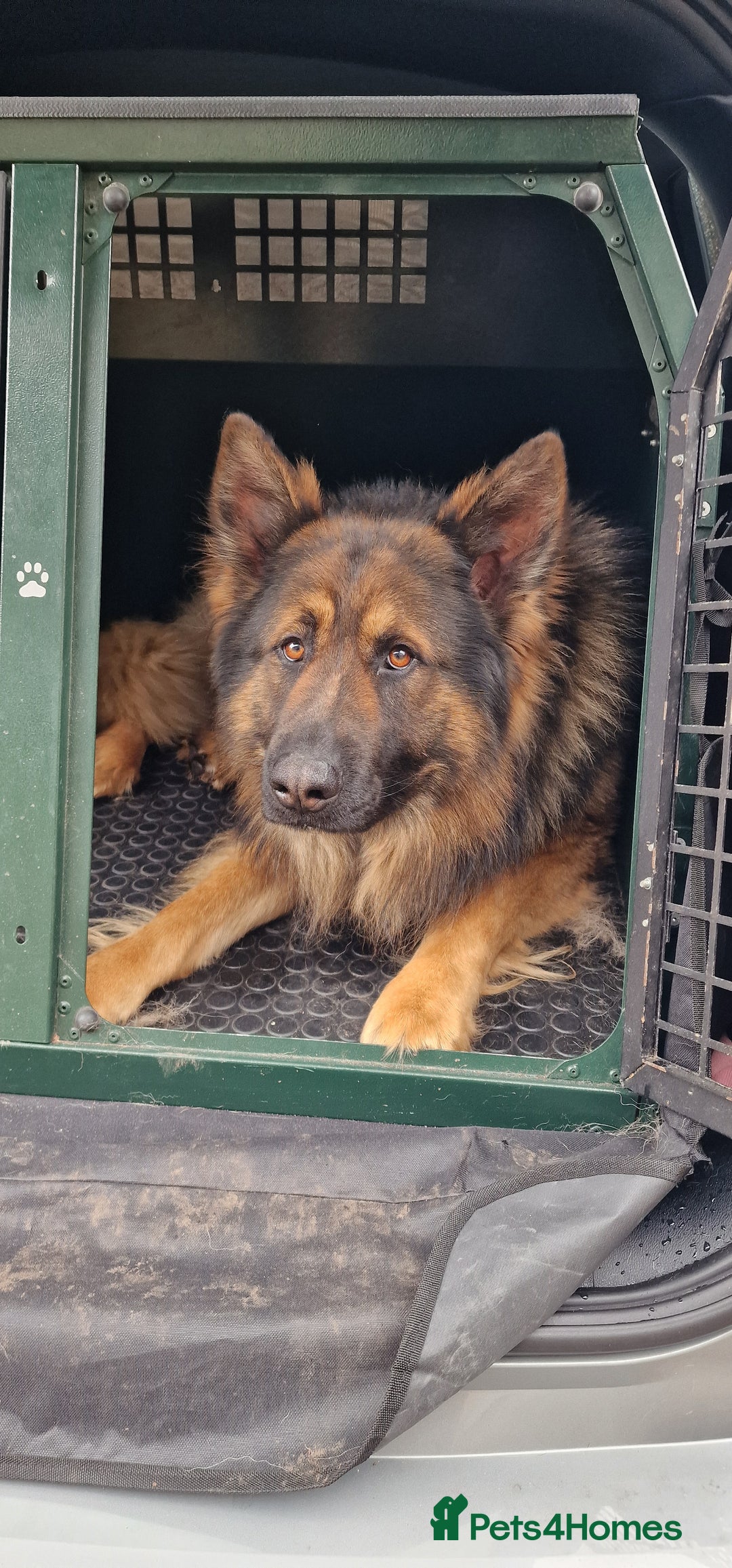 German Shepherd dogs for sale: German shepherd dog  - Image 3