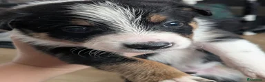 Mixed Breed 1