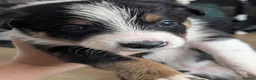 Mixed Breed dogs for sale: Welsh collie puppies  - Advert 3