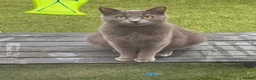 British Shorthair cats for sale: Bsh x ragdoll kittens - Advert 6