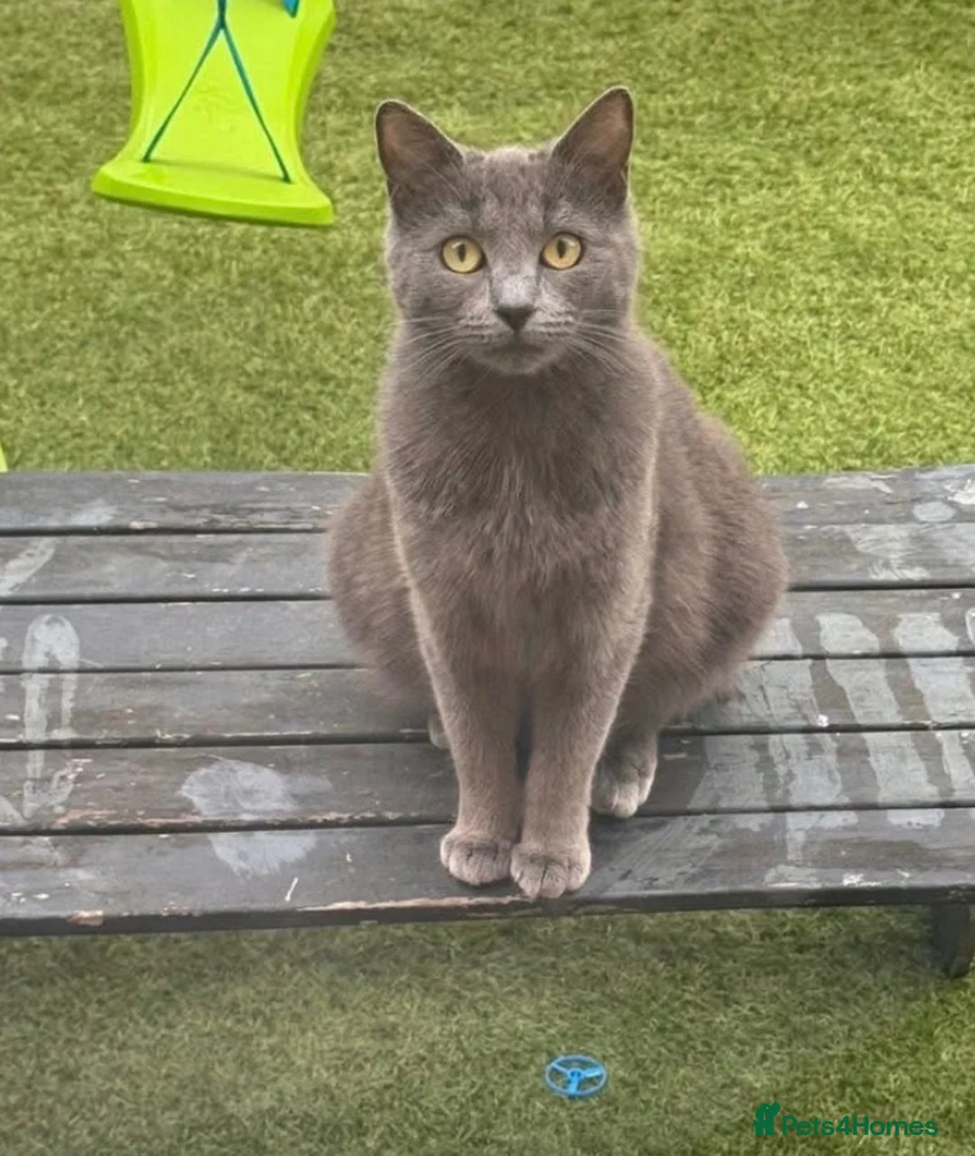 British Shorthair cats for sale: Bsh x ragdoll kittens - Advert 6