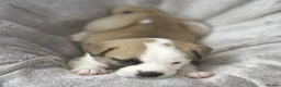 Mixed Breed dogs for sale: F1 American Bulldog x American Akita Puppies in London - Advert 14