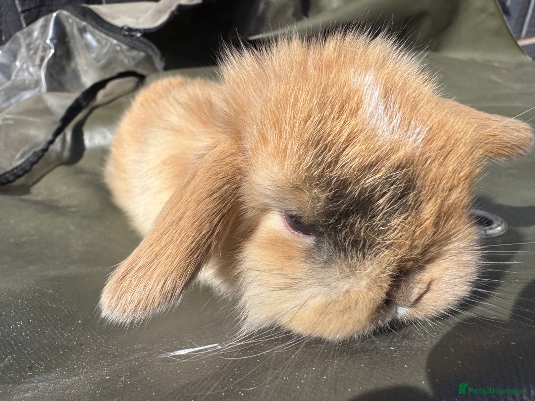 Mini Lop rabbits for sale: STUNNING baby mini lops - Image 9