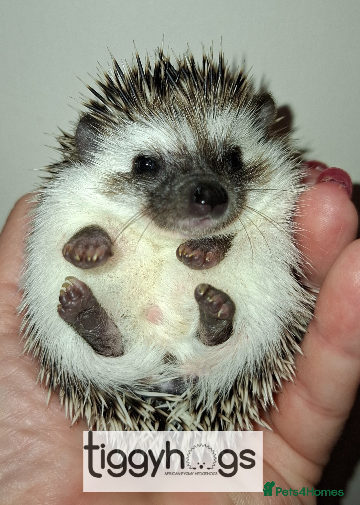 Pygmy Hedgehog rodents 1 handsome Male and 1 stunning female  - Advert 1