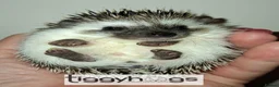 Pygmy Hedgehog rodents for sale: Ready from 9th may - 1 handsome Male - Advert 15