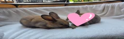 Mixed Breed rabbits for sale: 1 Boy & 1 girl Rabbits - Advert 2