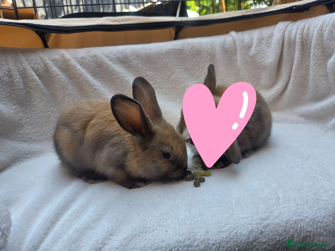 Mixed Breed rabbits for sale: 1 Boy & 1 girl Rabbits - Advert 2