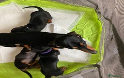 Miniature Dachshund dogs for sale: FEMALE MINIATURE DACHSHUND PUPPY  - Image 6