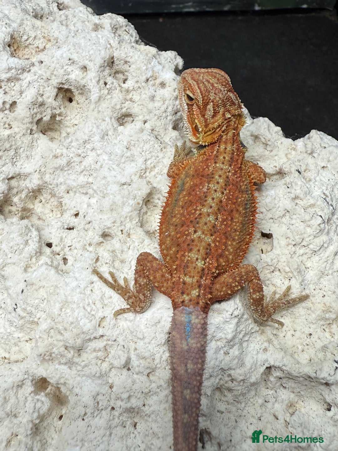 Bearded Dragon reptiles for sale: High Citrus, Tiger , Hypo, GS, Dunner, Trans  - Advert 2