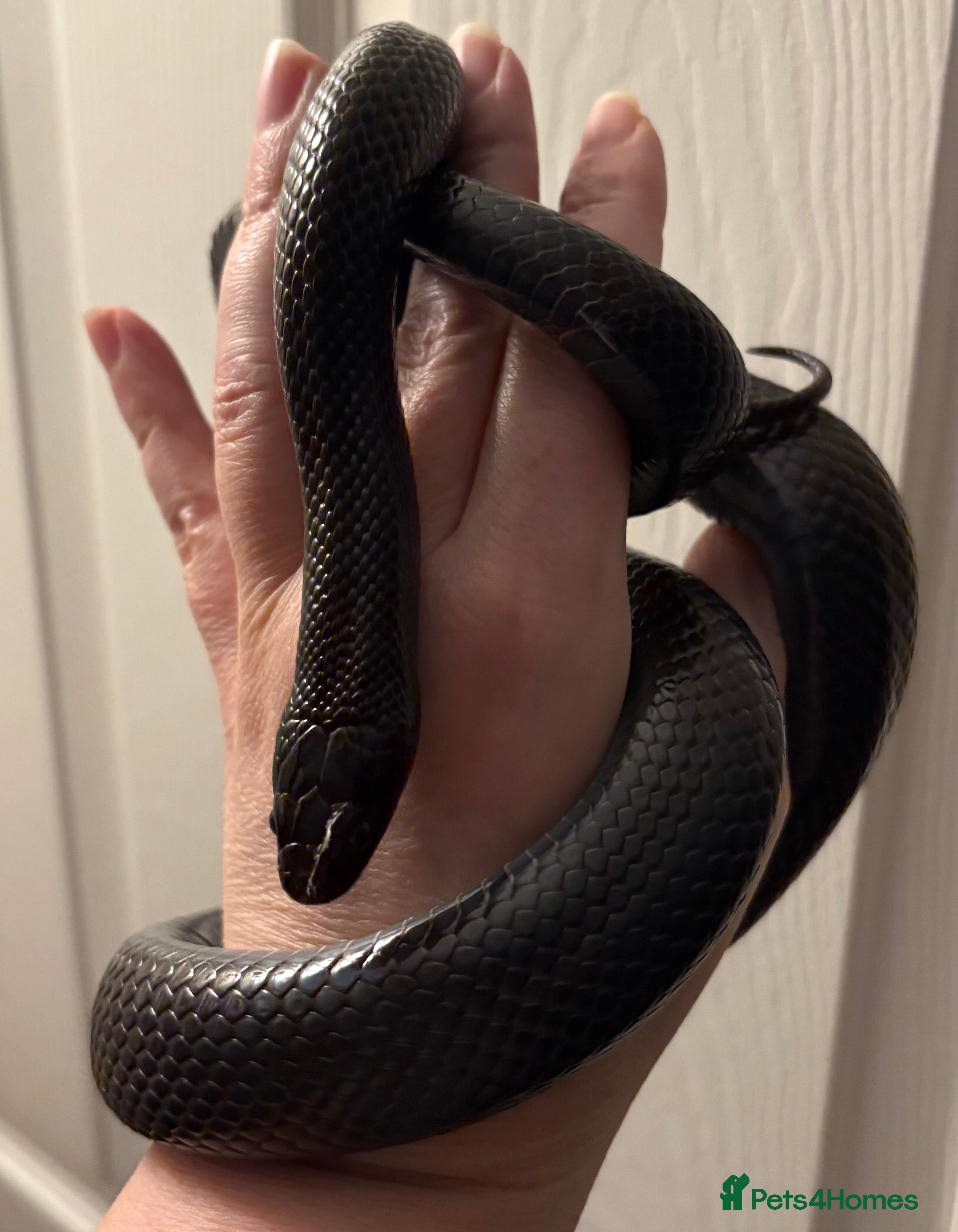Snake reptiles Mexican Black Kingsnake Male CB24 in Rhyl - Advert 2