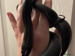 Snake reptiles Mexican Black Kingsnake Male CB24 in Rhyl - Advert 2