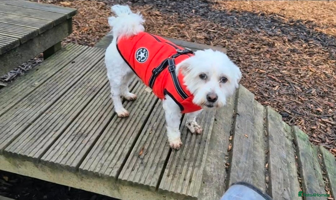 Mixed Breed dogs for adoption: NORRIS  - Advert 7