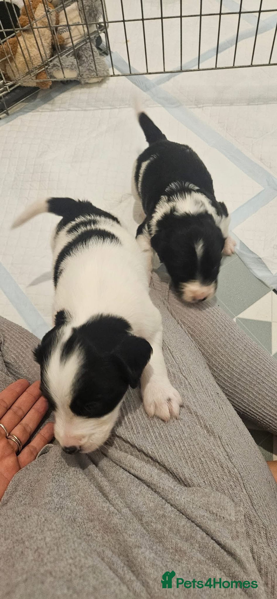 Mixed Breed dogs for sale: Spangold puppies - Advert 5