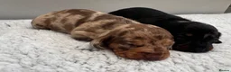 Miniature Dachshund dogs for sale: Miniature dachshund puppies - Advert 12