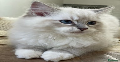 Ragdoll cats - Advert 3