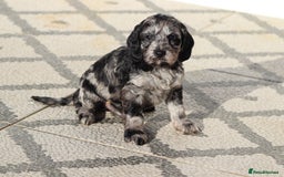 Cockapoo dogs for sale: F1 Cockapoo puppies for sale - Advert 14