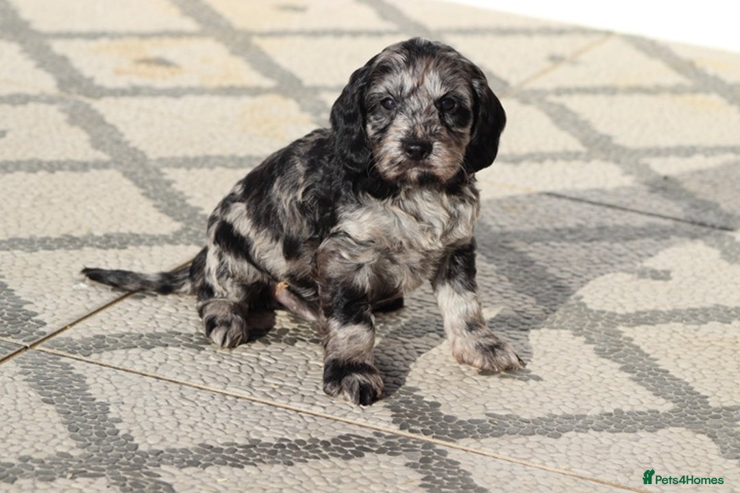 Cockapoo dogs for sale: F1 Cockapoo puppies for sale - Advert 14