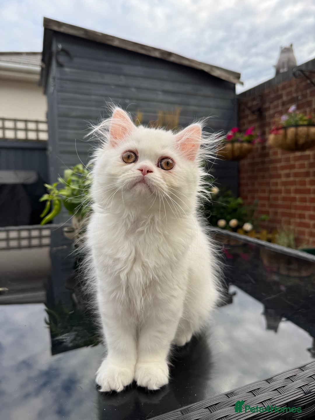 Persian cats for sale: 2 white Gorgeous Persian Boys - Image 20