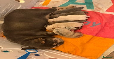 Chow Chow dogs - Advert 12