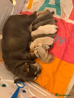 Chow Chow dogs - Advert 11