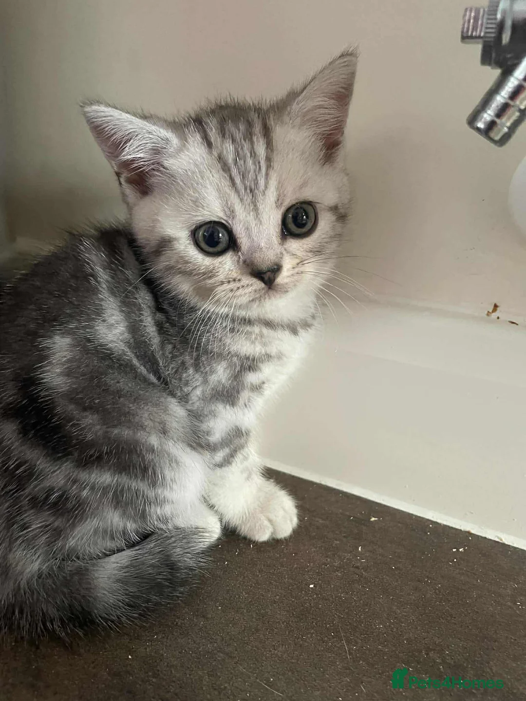 British Shorthair cats for sale: British Shorthair Silver Tabby Kittens - Advert 7