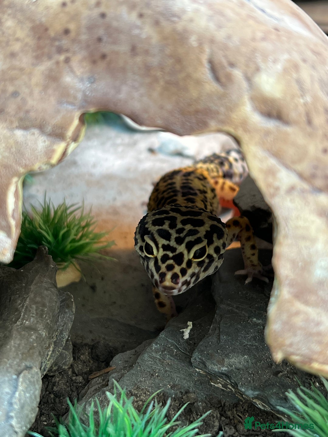 Leopard Gecko reptiles for sale: Leopard gecko and custom viv - Image 2