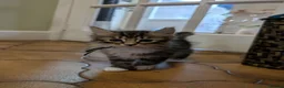 Maine Coon cats for sale: Ragdoll and Mane Clone mix parent  in Perth - Advert 6
