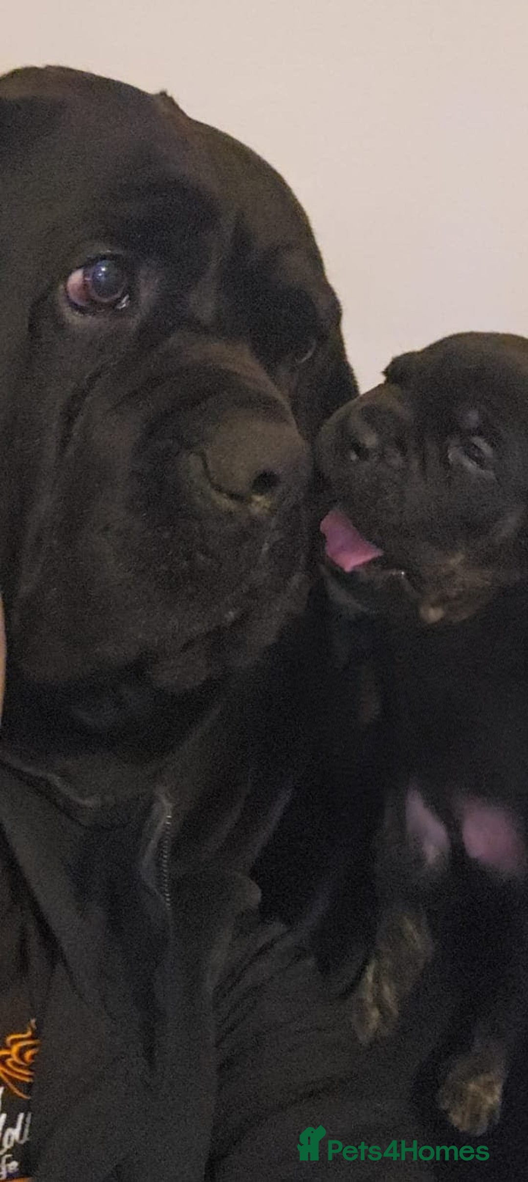 Mixed Breed dogs for sale: American pocket Corso puppies  - Advert 2