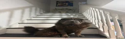 Shar Pei dogs for sale: Top quality champion shar pei for sale - Advert 6