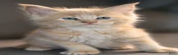 Maine Coon cats for sale: Pedigree Maine Coon Kittens  - Advert 7