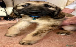 Afghan Hound dogs for sale: Afghan Hound Litter  - Image 6