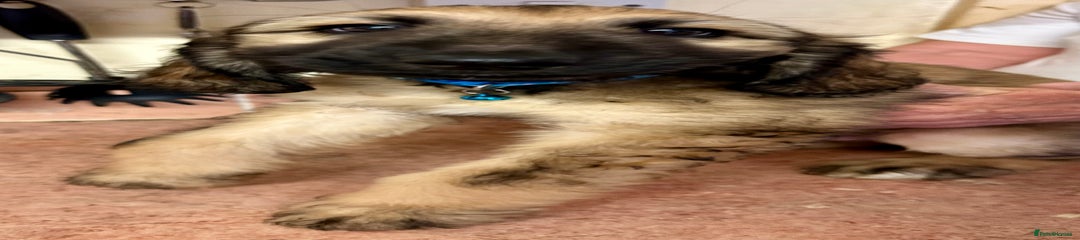 Afghan Hound Puppy 3