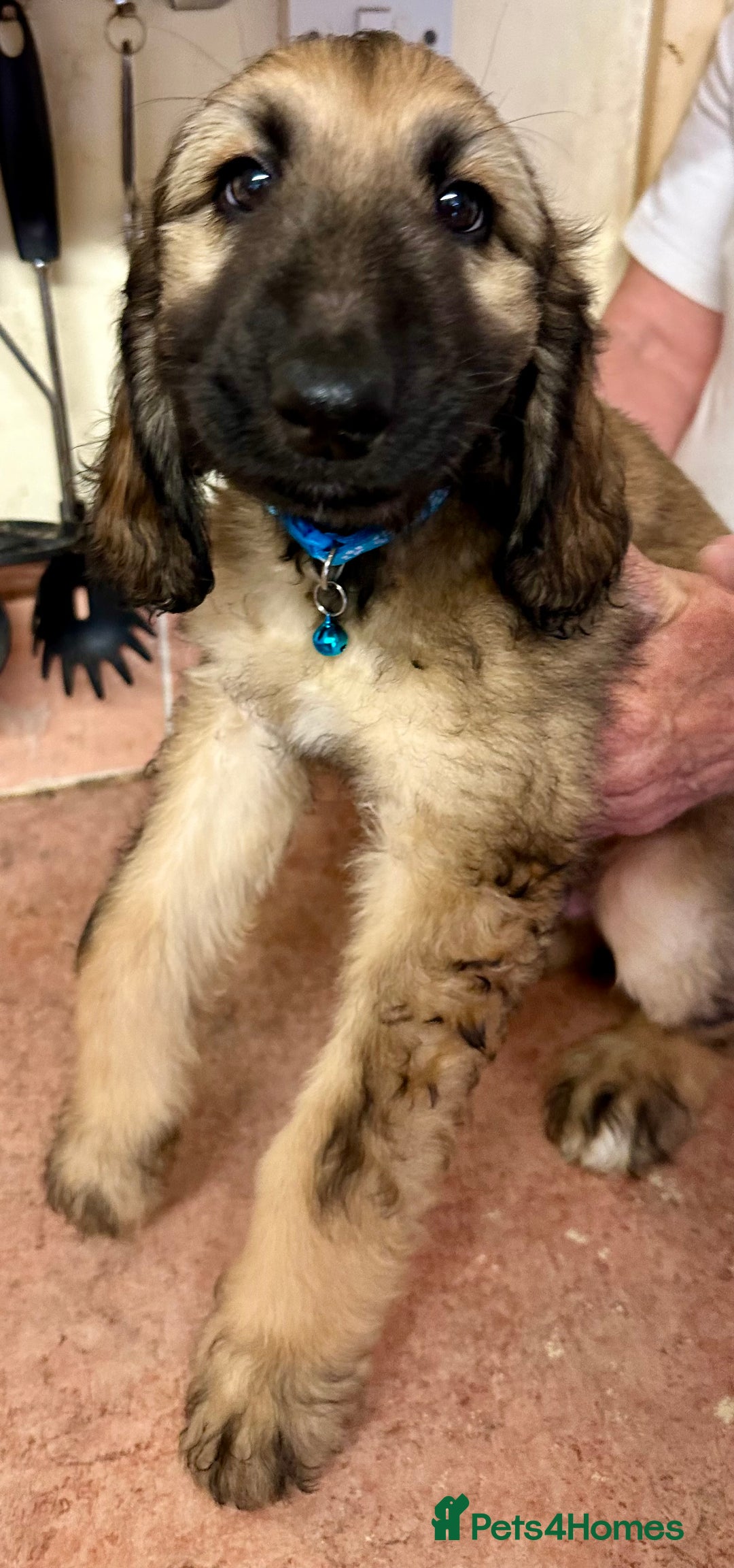Afghan Hound dogs for sale: Afghan Hound Litter  - Image 6