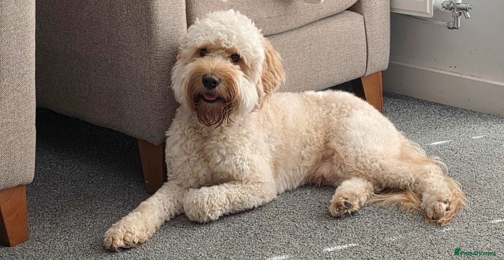 Cockapoo dogs Cockerpoo - Advert 5