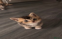 Scottish Fold cats for sale: Scottish fold X Scottish straight  - Advert 7