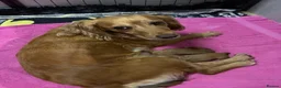 Cocker Spaniel dogs for sale: 1 KC Working Male Cocker Spaniel - Advert 6