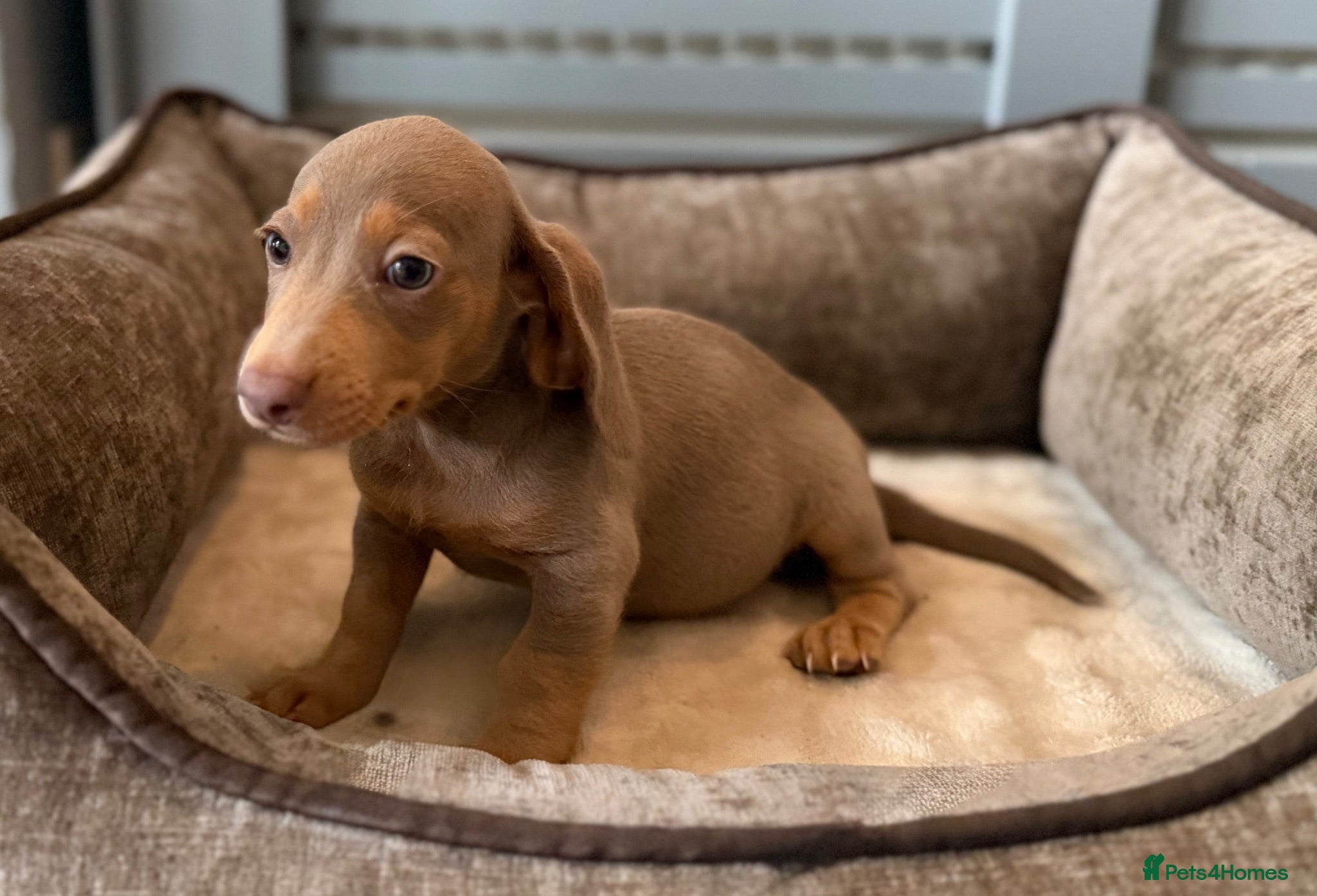 Dachshund dogs Beautiful litter of dachshund puppies 🐶  - Advert 1