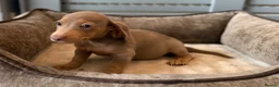 Dachshund dogs for sale: Beautiful litter of dachshund puppies 🐶  - Advert 3